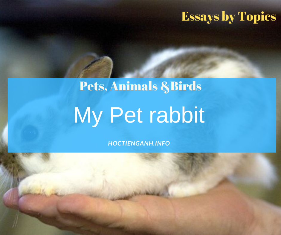 7 Animal Essays Topics: My Pet rabbit mới nhất