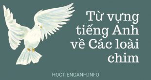 Từ vựng tiếng Anh về Các loài chim